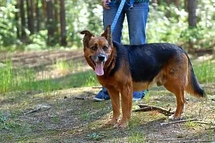 Niewielkich rozmiarów Timo do adopcji,  mazowiecki