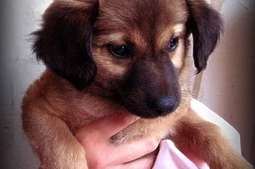 Malinka 8 tyg sunia,adopcja!!,  świętokrzyskie Kielce