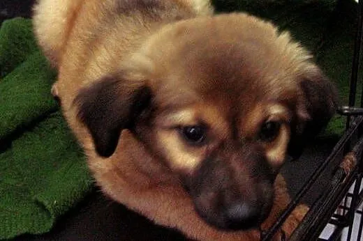 Malinka 8 tyg sunia,adopcja!!,  świętokrzyskie Kie