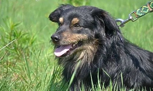 Adopcja psa, śląskie Katowice