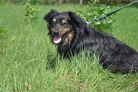 Adopcja psa,  śląskie Katowice