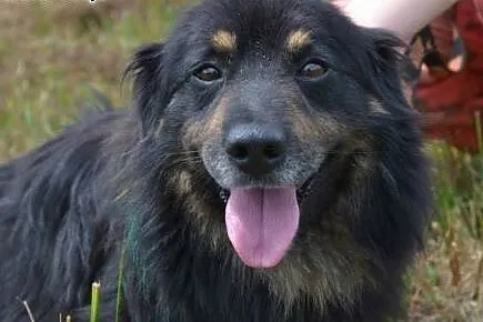 Adopcja psa,  śląskie Katowice