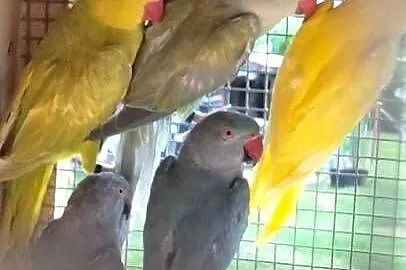 Okazja. Sprzedam aleksandretty obroże oraz wielkie., Wielkopolskie, Rakoniewice
