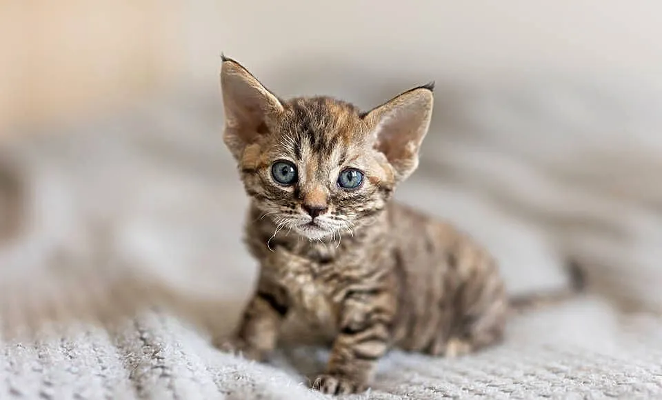 Kotka Devon Rex - Czarna pręgowana - Tęczowy Agat, Wielkopolskie, Kaźmierz