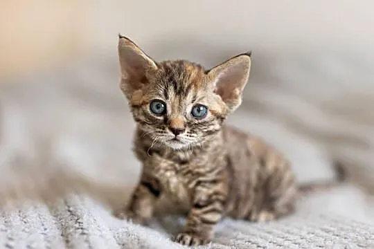 Kotka Devon Rex - Czarna pręgowana - Tęczowy Agat, Wielkopolskie, Kaźmierz