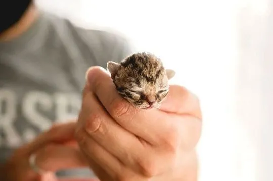 Kotka Devon Rex - Czarna pręgowana - Tęczowy Agat, Wielkopolskie, Kaźmierz