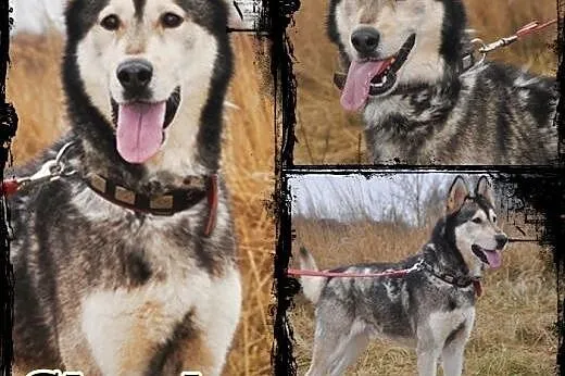 CHUCK- mądry i wesoły pies w typie rasy Alaskan Ma