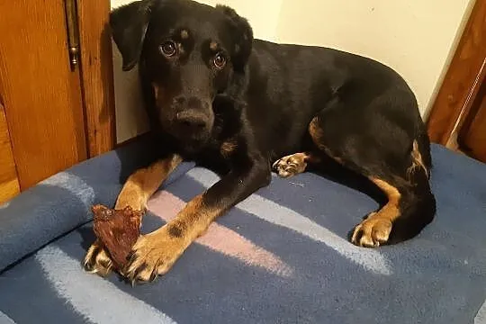 Dobre serce mam – komu je dam?? LUCY, Mazowieckie, Warszawa