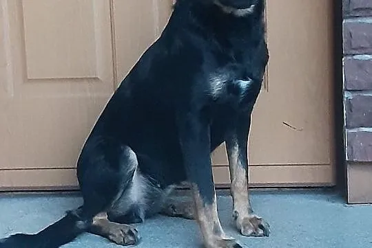 Dobre serce mam – komu je dam?? LUCY, Mazowieckie, Warszawa