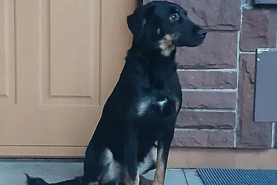 Dobre serce mam – komu je dam?? LUCY, Mazowieckie, Warszawa