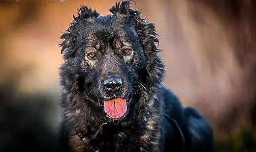 DARMA-cudowna, PRZEKOCHANA sunia do adopcji, Kund