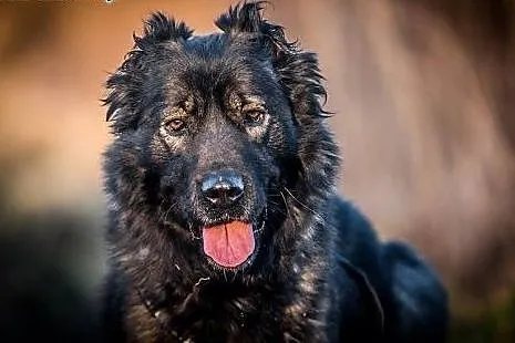DARMA-cudowna, PRZEKOCHANA sunia do adopcji, Kundelki cała Polska