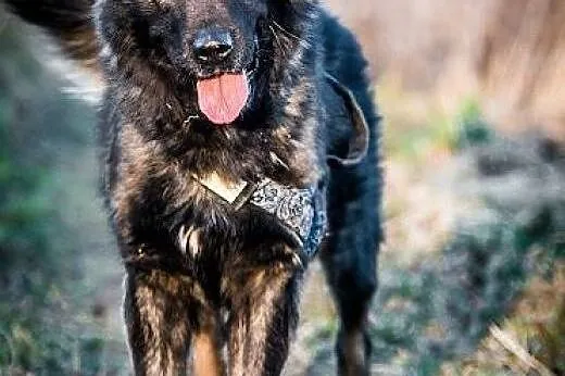 DARMA-cudowna, PRZEKOCHANA sunia do adopcji,  Kund