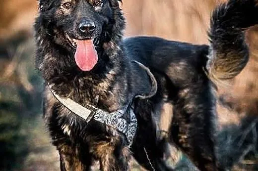 DARMA-cudowna, PRZEKOCHANA sunia do adopcji,  Kund