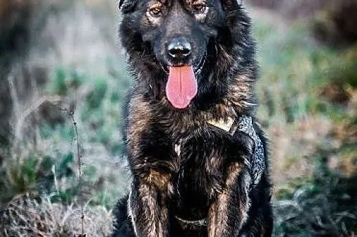 DARMA-cudowna, PRZEKOCHANA sunia do adopcji,  Kund
