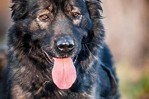 DARMA-cudowna, PRZEKOCHANA sunia do adopcji,  Kund