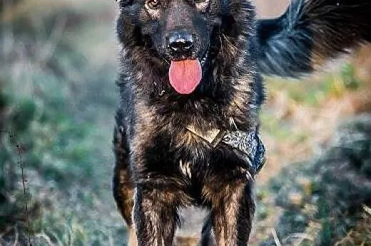 DARMA-cudowna, PRZEKOCHANA sunia do adopcji,  Kund