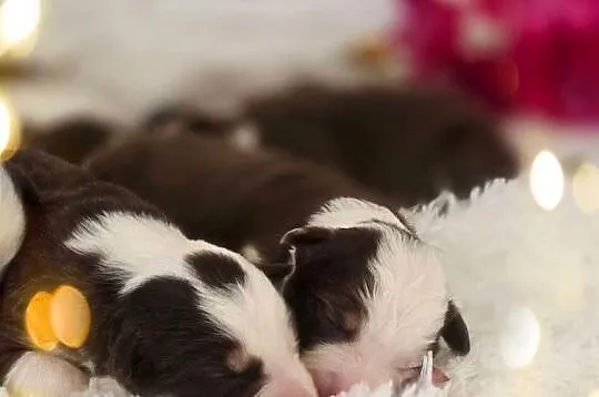 Border Collie szczenieta, Zachodniopomorskie, Drawno