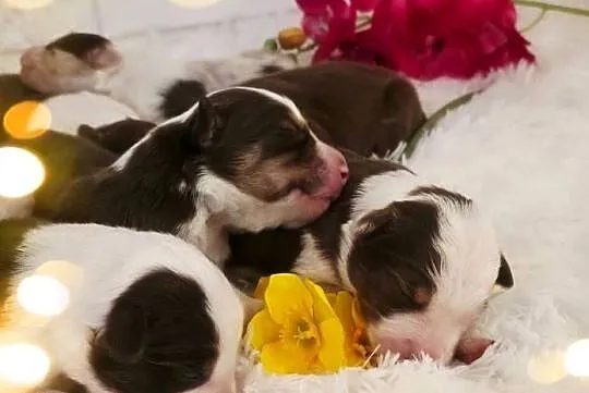 Border Collie szczenieta, Zachodniopomorskie, Drawno