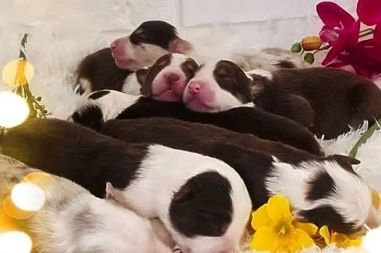Border Collie szczenieta, Zachodniopomorskie, Drawno