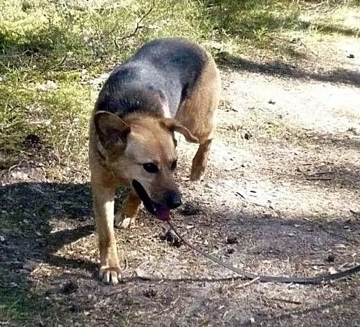 Żyła pod sosenkami, teraz szuka prawdziwego domu!