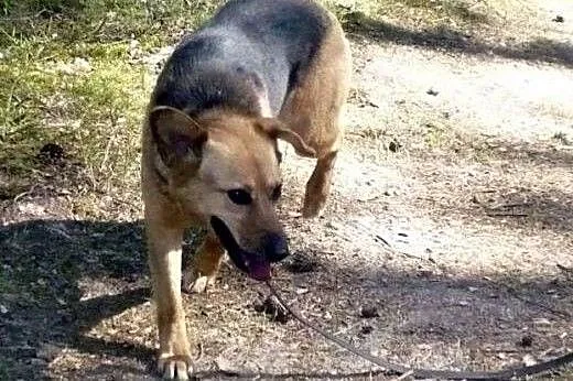 Żyła pod sosenkami, teraz szuka prawdziwego domu! 