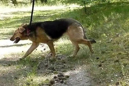 Żyła pod sosenkami, teraz szuka prawdziwego domu! 