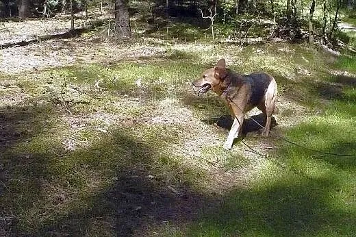 Żyła pod sosenkami, teraz szuka prawdziwego domu! 