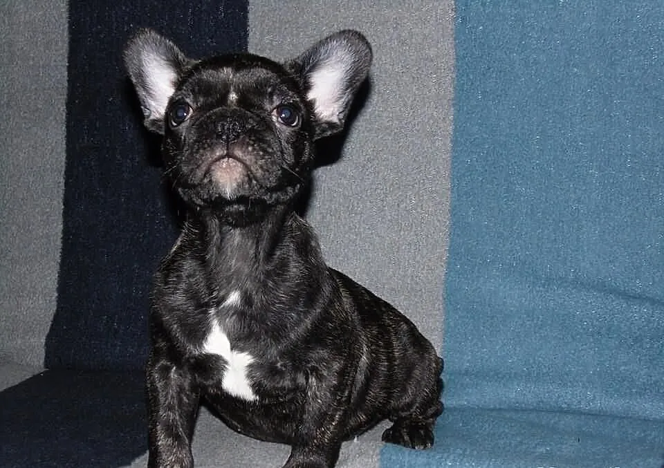 Buldog francuski szczenie - ojeciec błekitny