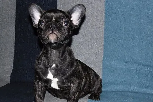 Buldog francuski szczenie - ojeciec błekitny