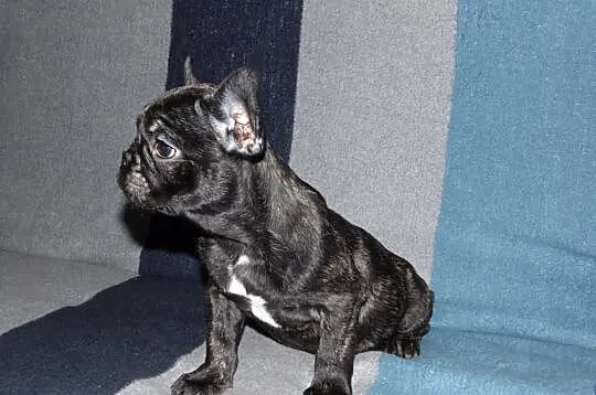 Buldog francuski szczenie - ojeciec błekitny