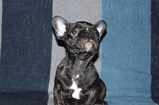 Buldog francuski szczenie - ojeciec błekitny