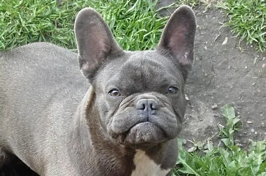 Buldog francuski szczenie - ojeciec błekitny