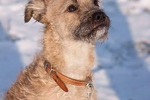 Mania psie dziecię marzy o kochającym domku zadzwo