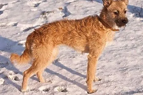 Mania psie dziecię marzy o kochającym domku zadzwo