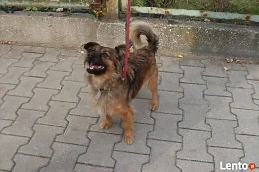 Peggy, 7 kg szczęścia, wpatrzona w człowieka młoda sunia,  Kundelki cała Polska