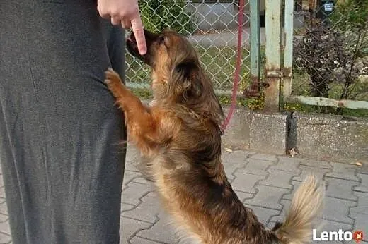 Peggy, 7 kg szczęścia, wpatrzona w człowieka młoda