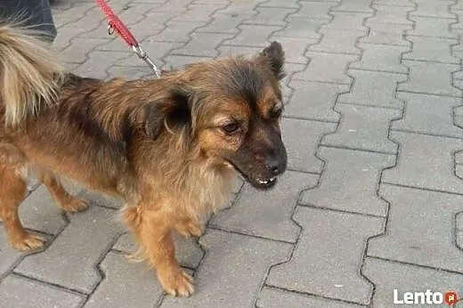 Peggy, 7 kg szczęścia, wpatrzona w człowieka młoda