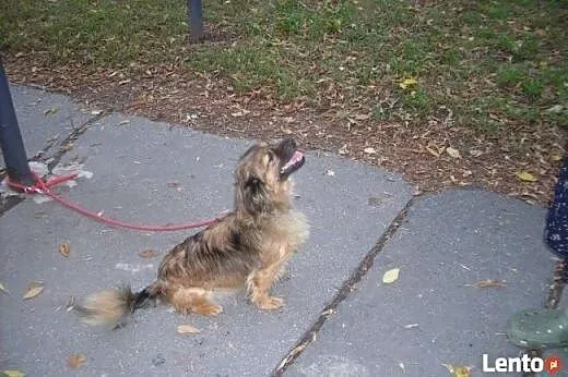 Peggy, 7 kg szczęścia, wpatrzona w człowieka młoda