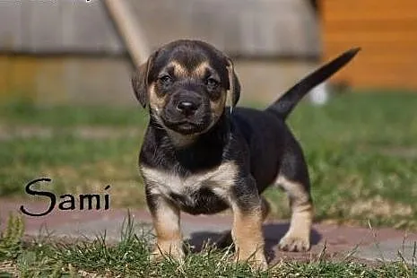 Rozkoszne sunie do adopcji,  mazowieckie Warszawa