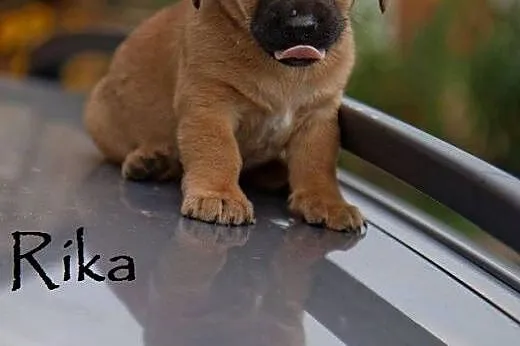 Rozkoszne sunie do adopcji,  mazowieckie Warszawa