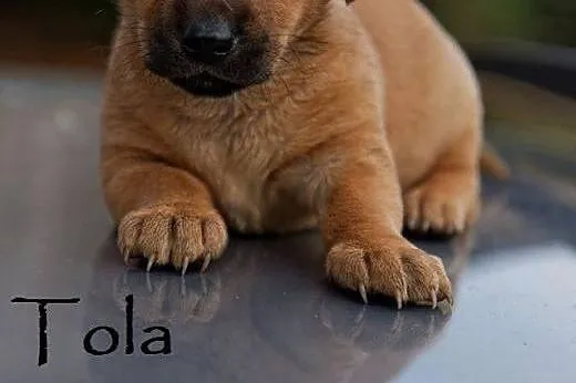 Rozkoszne sunie do adopcji,  mazowieckie Warszawa