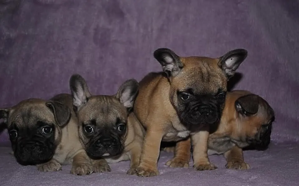 Buldog francuski szczeniaki