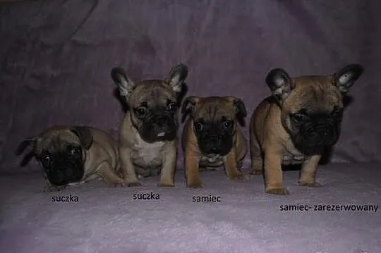 Buldog francuski szczeniaki
