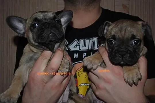 Buldog francuski szczeniaki