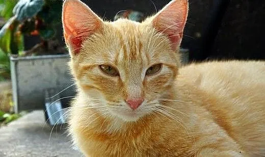 Ruda kotka do adopcji Ginger, mazowieckie Warszaw
