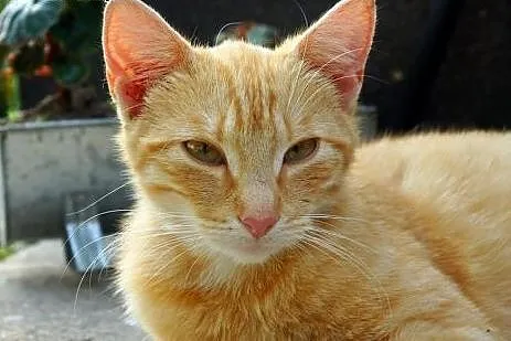 Ruda kotka do adopcji Ginger,  mazowieckie Warszaw