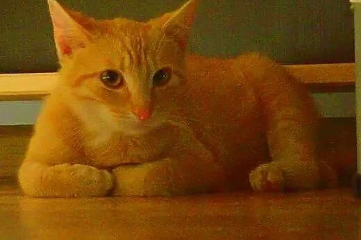 Ruda kotka do adopcji Ginger,  mazowieckie Warszaw