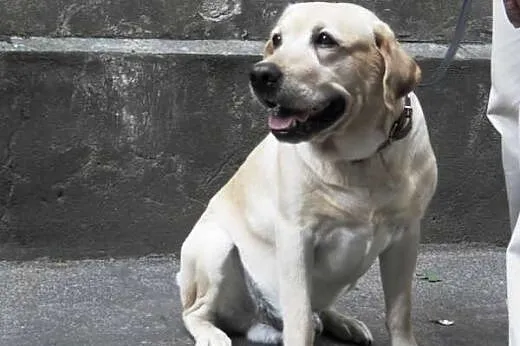 Nex -biszkoptowy labrador szuka domu,  dolnośląskie Wrocław