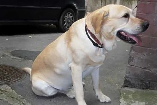 Nex -biszkoptowy labrador szuka domu,  dolnośląski